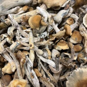 golden teachers mushrooms