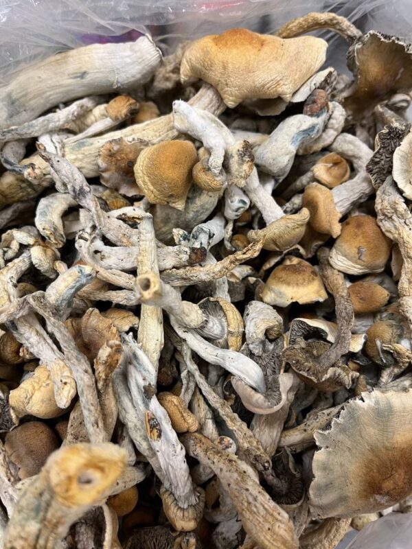 golden teachers mushrooms